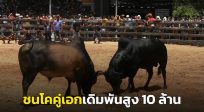 วัวชนเงินล้าน เปิดมุมมองของนักพนัน พนันวัวชนทำเงินได้จริง ลงทุนขั้นต่ำ 10 บาท